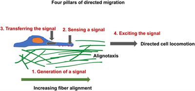 Viscoelasticity, Like Forces, Plays a Role in Mechanotransduction